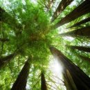 대금 및 소금 이미지