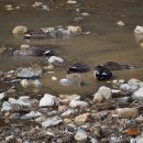 기세곡천 이미지