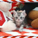 집사의 하루 대구점 이미지