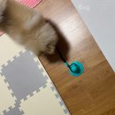 도그파우 이미지