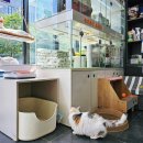 고양이무마취미용 무냥무냥 대구점 이미지