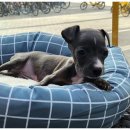 강아지와고양이 이미지