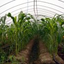 한솔이네농장 이미지