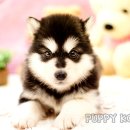 코리아 퍼피 이미지