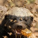 Honey Badger 이미지