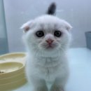 네코스토리(인천 청라점) 강아지 고양이 무료 보호 무료 입양 이미지