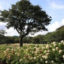 세븐일레븐 제주송당마을점 | 제주 9월 송당 동화마을 승마체험과 미스터밀크 아이스크림