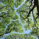 수관기피 (Crown Shyness) or 더불어 숲 이미지