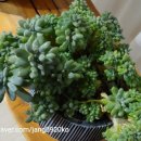 월포농장 이미지