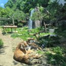도이재디자인 | 아기랑 동물원 여름 에버랜드 로스트밸리 사파리 투어 방문 후기 유모차 쿨시트 선풍기 꿀팁