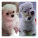 서울종합동물병원방배 | 노원 동물병원 반려동물 건강검진ㅣ중계동 웰리스 동물병원 강아지 건강검진 후기!