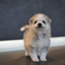 애니멀즈동물병원 이미지