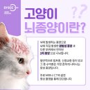 고양이 뇌종양 증상부터 치료까지, 서울동물영상종양센터에서 꼼꼼하게