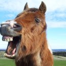 다람쥐마을누룽지백숙 이미지