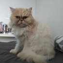 꽃길 걷는 고양이 이미지