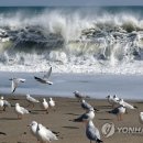 생명도 앗아가는 너울성 파도..강원 동해안 발생 급증 이미지