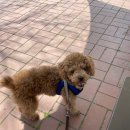 바르다펫 꿈의숲점 | 바르다펫 꿈의숲점 애견미용 후기