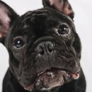 다올동물병원 이미지