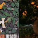 백여농장 인사이트