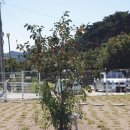 강동로1-47 | [경주]포항경주 애견운동장카페. 마음껏 풀어놓을 수 있어서 좋은 개지중지. 현실후기 :)