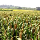 황금잡곡 이미지