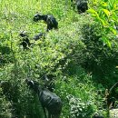 흑염소목장 이미지