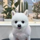 살롱드멍멍 이미지