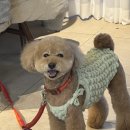 굿앤굿 | 현대해상 굿앤굿우리 펫보험 가입후기 (보장범위와 펫보험가격까지)