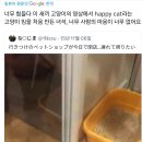 해피캣 밈의 슬픈 진실. 이미지