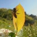 나비텃밭농원 이미지