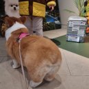 이로애견미용실 이미지