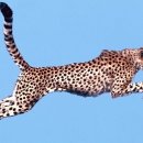 치타(CHEETAH) 이미지