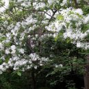 꽃의계절 이미지