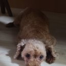 동물의료센터24인치 이미지