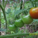 갈매기농장 이미지