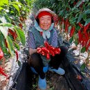 괴산고추축제 이미지