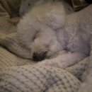 더독그루머스 | 2025.07.01 오늘의 일기