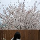 산달바다캠핑장 | 거제도 산달바다 캠핑장 벚꽃캠핑 가족캠핑 식세기 후기