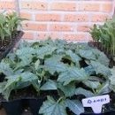 대풍농약사 이미지