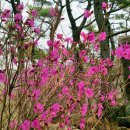 삼밭골 | 금정산 진달래 꽃길 트레킹 코스, 광명사에서 동문까지 봄나들이