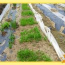 양주농장 이미지