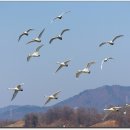 고니 - 수성구 | 고니