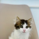 야옹아 멍멍해봐(신대점) 이미지