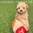 다온 입양센터 수원점 강아지분양 고양이분양 이미지