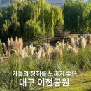 암남공원2호광장(다목적광장) | 대구 서구 산책 이현공원 주차장 핑크뮬리 팜파스