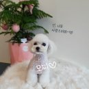 마미몽 펫샵 이미지