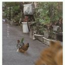 꼬꼬 Daum카페