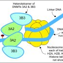히스톤(HisTone) 이미지