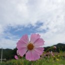 코스모스 이미지