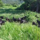 완도약산흑염소 이미지